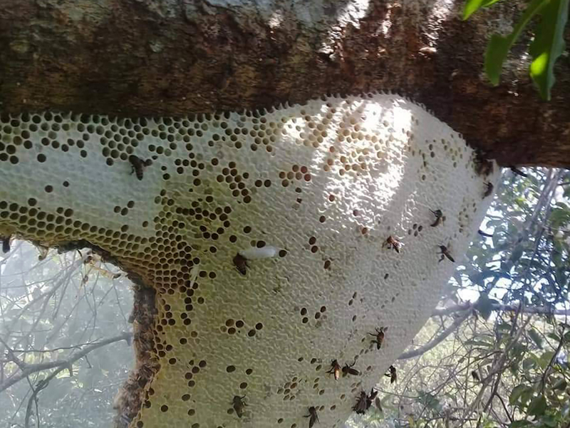 Mật Ong Rừng - Tổ Ong Rừng trên cành cây cao - Đăng Khoa