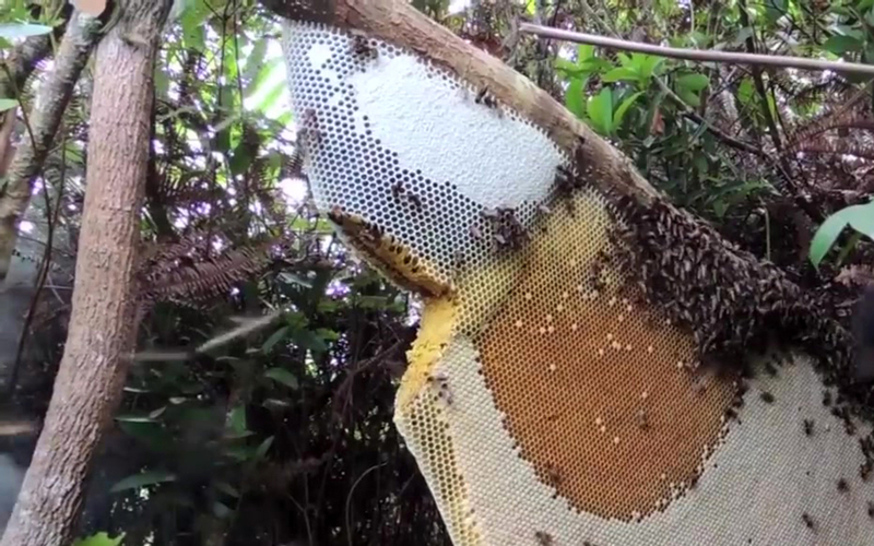 Mật Ong Rừng - Gác kèo chăn ong rừng